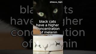 Black Cat Shenanigans Cracking The Code Behind Their Mischievous Mystique