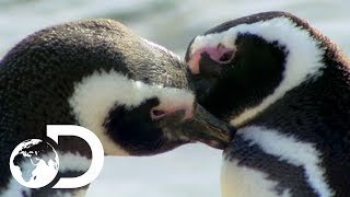 Long-Distance Penguin Couples Reunite On The Beaches Of Patagonia | Wildest Latin America