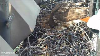 Cornell RTH  'Big Red Makes Nestlings Comfy'  8.22 am  _4.22.13_