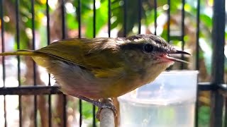 BURUNG NYENTRIK BERKICAU ASIK