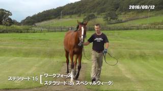 09/12　ステラリード'15（父ワークフォース　母父スペシャルウィーク）歩き