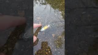 DEAD Fish Comes BACK TO LIFE!