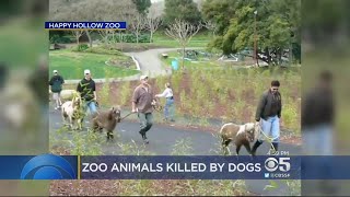 Pack Of Dogs Fatally Attacks Animals At San Jose Children's Zoo