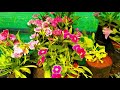 ഇവിടെ ഇല്ലാത്ത ചെടികളില്ല തണൽ home garden visit garden tour indoor outdoor hanging plants