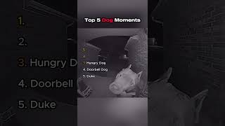 Top 5 Dog Moments