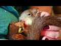 🔴 wild breakfast with squirrel family • russia baby squirrels eichhÖrnchen белочка cats