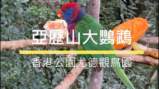 【旅遊誌 | 香港】 香港公園尤德觀鳥園 | 亞歷山大鸚鵡食相 【感港敢講】