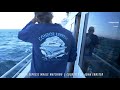 common dolphin rescue condor express