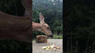 Asmr Deer eating￼