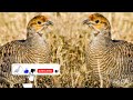 jungle teetar ki awaz teetar shikar ki awaz grey francolin sound hunting partidge voice