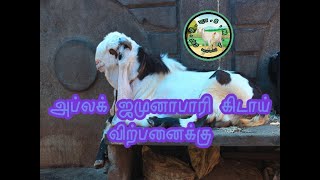 அப்லக் ஜமுனாபாரி கிடாய் விற்பனைக்கு | gulabi jamunabari male for sale