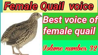 Madi batair ki awaz || safe kirk || common quail calling #batair #batairkiawaz #quailsound #birds