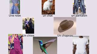 French Lessons 102 : Basic sentences. Clothes + Animals