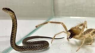 ヘビの出現に慌てふためくヒヨケムシ　A Camel spider that was surprised when a snake came out