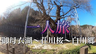 【旅】御母衣湖〜荘川桜〜白川郷におっさんが一人旅した動画です