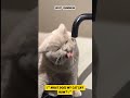 very adorable and very funny cat shorts catlover