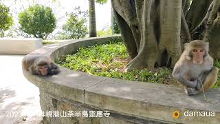 video_20231124峴港山茶半島靈應寺