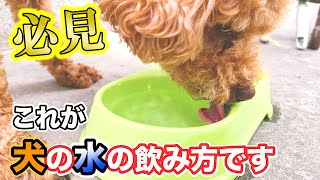 意外と知らない？犬の水の飲み方教えます！！！　＃トイプードル　＃遊び　＃おもしろ　＃かわいいペット