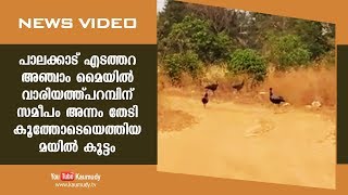 പാലക്കാട് എടത്തറ അഞ്ചാം മൈയിൽ വാരിയത്ത്പറമ്പിന് സമീപം അന്നം തേടി കൂട്ടത്തോടെയെത്തിയ മയിൽ കൂട്ടം.