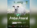 Leilão Virtual Ambar Amaral - Etapa Bezerras