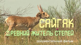 Nature of Russia. Steppes of Kalmykia. Saiga. Reserve \