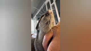 Otter Melonpan's squeaks are absolutely adorable!  😥😍|Cute Otter