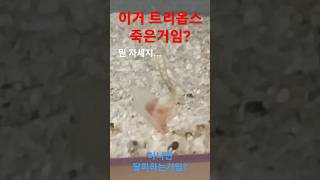 이거 트리옵스 죽은건가요 아는사람 댓글로