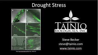 Tainio Biologicals - Drought Stress (Oct 2020)