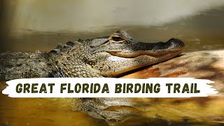 Best Birding Spots in Florida (with Manatee Audubon)