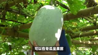 冬瓜种植如何留蔓打顶