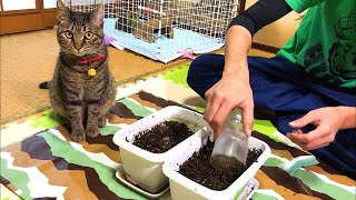 猫草作りをずーっと見守る猫！ハプニング発生！ Kitten Cat Japanese traditional house