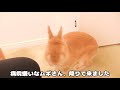 隙をみておやつを盗み食いしようとするうさぎがこちら【no.548】