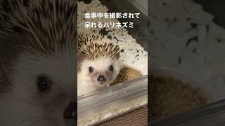 食事中を撮影されて呆れるハリネズミ🦔