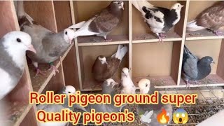 Roller pigeon | pigeon ground roller super Quality pigeon's 🕊️🔥😱