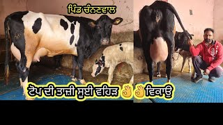 ਇੱਕ ਤਾਜ਼ੀ ਸੂਈ ਗਾਂ ਵਿਕਾਉ 👌🏻👌🏻ਘੱਟ ਰੇਟ 😱😱Bawa dairy farm