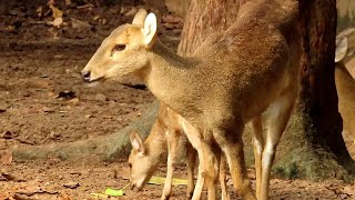 Indian Hog Deers At The Sanctuary