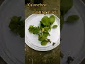 Kalanchoe Propagate in Soil #propagation #kalanchoe #easiestwaytopropagate