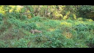 പശു, ആട്, കാട്ടുപന്നി എന്നിവ ഒരുമിച്ച് പുല്ലുതിന്നുന്ന ഒരു നാടൻ കാഴ്ച......