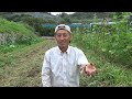 【自然農】秋の育苗は「遮光」で決まる！　2022年9月13日【natural farming】