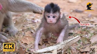 Wow..! Giant Baby Monkey Jurani Learn To Walk, So Adorable |4K