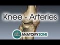 Knee Arteries - 3D Anatomy Tutorial