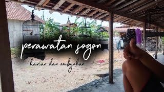 PERAWATAN HARIAN DAN OMBYOKAN SOGON ‼️