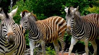#Zebra animal strip nature beauty whatsapp status 4k