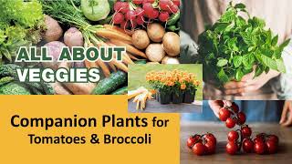 All about Veggies: Companion Plants for Tomatoes and Broccoli
