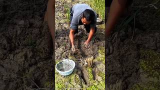 How Japanese Farmers Grows Rice and Fish TOGETHER! 🌾🐟