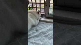 週７で働く自宅警備員　#柴犬 #白柴 #柴犬との暮らし #柴犬こめともち