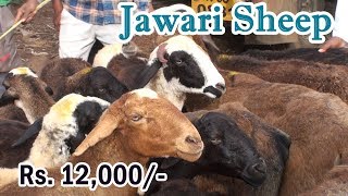 Jawari sheep for Rs. 12000 each at Yaragatti