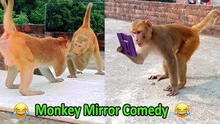 Monkey vs Mirror Comedy Funny Video 2022 can't Stop Laughing