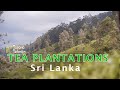 Sri Lankan Tea Plantation | Explore the Rich Heritage and Flavors of Sri Lanka’s Finest Tea