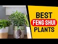 Feng Shui Plants - 8 Best Feng Shui Plants for Good Energy